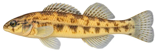 Warrior Darter field guide illustration