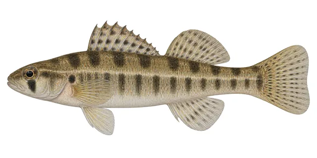 Washita Darter field guide illustration
