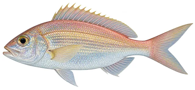 Wenchman field guide illustration