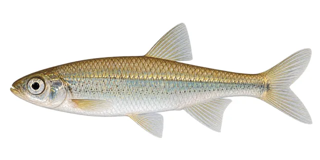 West Texas Shiner field guide illustration