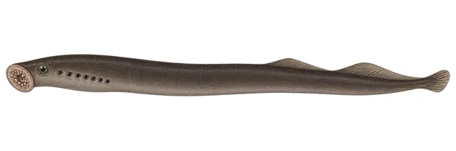 Western Brook Lamprey field guide illustration
