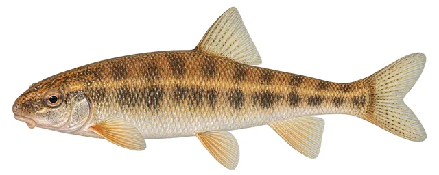 Western Creek Chubsucker field guide illustration