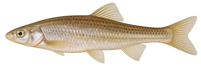 Western Silvery Minnow field guide illustration