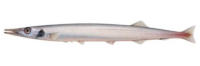 White Barracudina field guide illustration