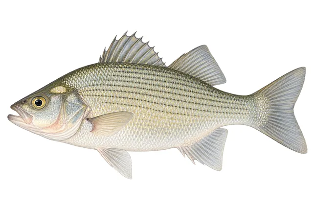 White Bass field guide illustration
