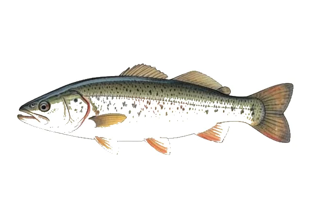 Illustration of White Perch