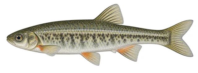 White River Spinedace field guide illustration