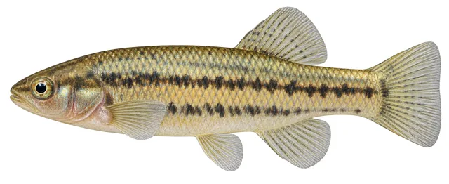 White River Springfish field guide illustration
