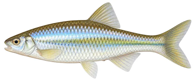 Whitefin Shiner field guide illustration