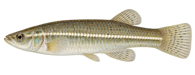 Whiteline Topminnow field guide illustration