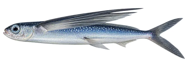 Whitespot Flyingfish field guide illustration