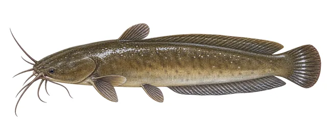 Whitespotted Clarias field guide illustration