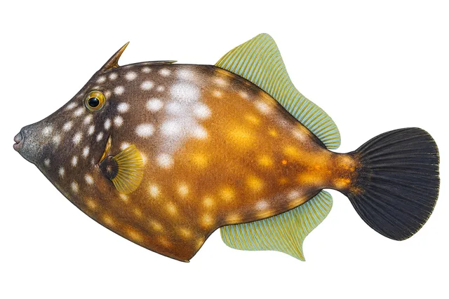 Whitespotted Filefish field guide illustration