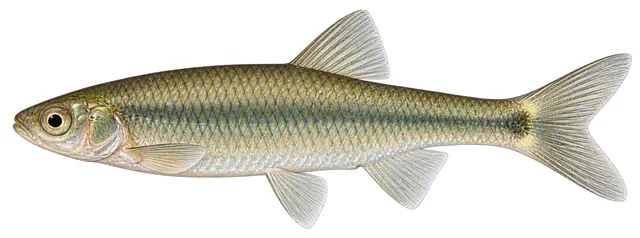 Whitetail Shiner field guide illustration