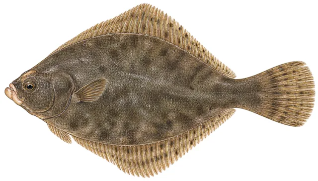 Winter Flounder field guide illustration