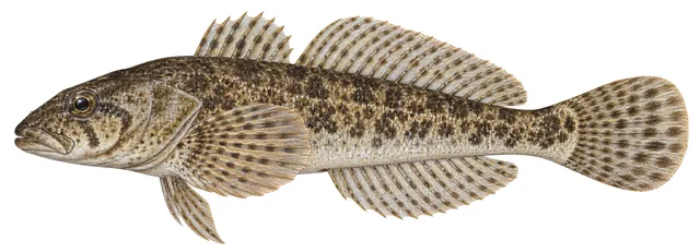 Wood River Sculpin field guide illustration