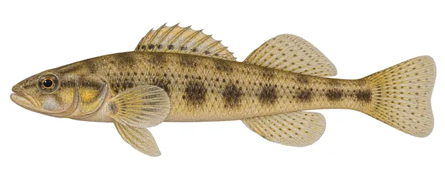 Yellowcheek Darter field guide illustration
