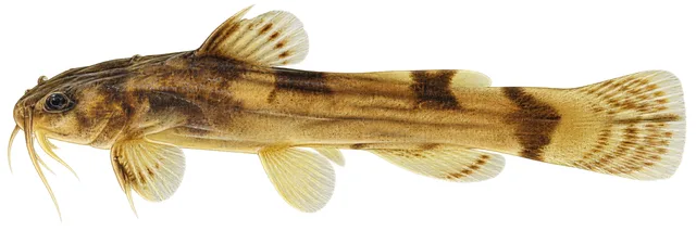 Yellowfin Madtom field guide illustration