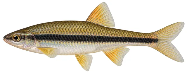 Yellowfin Shiner field guide illustration