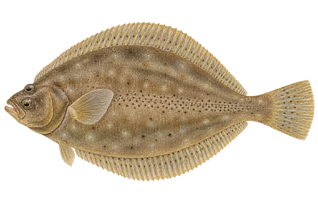 Yellowtail Flounder field guide illustration