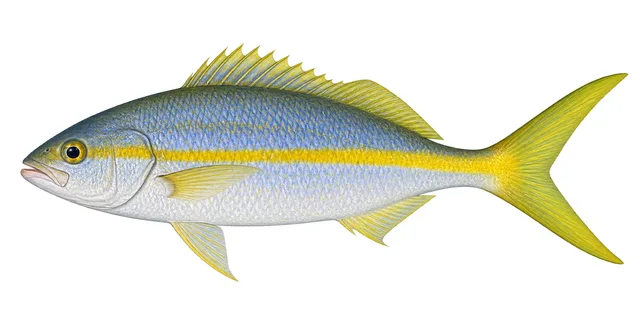 Yellowtail Snapper field guide illustration