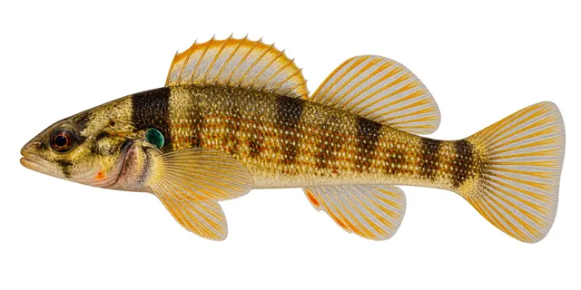 Yoke Darter field guide illustration