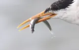 Californian Anchoveta, photographed in California