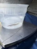Sacramento Pikeminnow, photographed in California