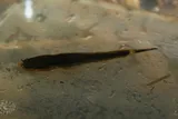 Swampfish, photographed in North Carolina