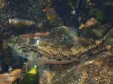 Vermilion Darter, photographed in Alabama