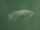 Pahrump Killifish, photographed in Nevada
