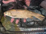 Utah Chub, photographed in Utah