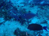 Sargassum Triggerfish, photographed in Quintana Roo