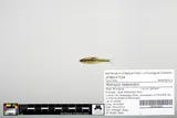 Blackchin Shiner, photographed in Minnesota