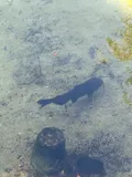 White Bullhead, photographed in Florida