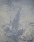 Blacktail Redhorse, photographed in Louisiana