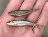 Burrhead Chub, photographed in Texas
