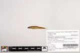 Mirror Shiner, photographed in North Carolina