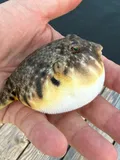 Northern Puffer, photographed in New York