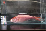 Deepwater Longtail Red Snapper, photographed in Hawaii