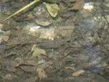 Santa Ana Sucker, photographed in California
