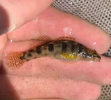Carolina Fantail Darter, photographed in Virginia