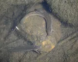 Japanese Weatherfish, photographed in Australian Capital Territory