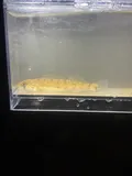 Blotchside Logperch, photographed in Virginia