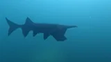 American Paddlefish, photographed in Illinois