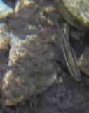 Nueces Roundnose Minnow, photographed in Texas