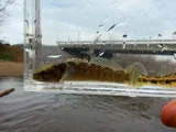 Fantail Darter, photographed in Kentucky