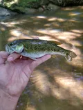 Tallapoosa Bass, photographed in Alabama