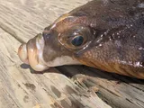 Winter Flounder, photographed in New Brunswick