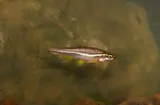 Southern Redbelly Dace, photographed in Tennessee